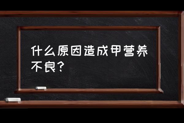 为什么会甲营养不良 什么原因造成甲营养不良？