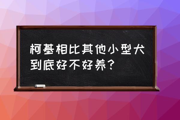 柯基犬好养吗 听话吗 柯基相比其他小型犬到底好不好养？