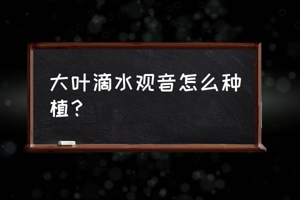 栽滴水观音花的过程 大叶滴水观音怎么种植？