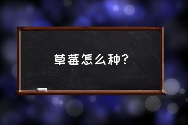 草莓怎么种才最好 草莓怎么种？