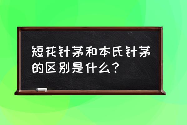 短花针茅摘要 短花针茅和本氏针茅的区别是什么？