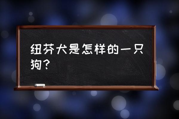 纽芬兰犬优缺点 纽芬犬是怎样的一只狗？