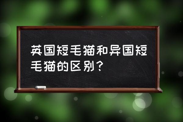 欧洲短毛猫和英国短毛猫 英国短毛猫和异国短毛猫的区别？