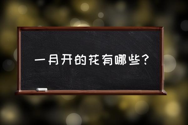 一月份一般开什么花 一月开的花有哪些？