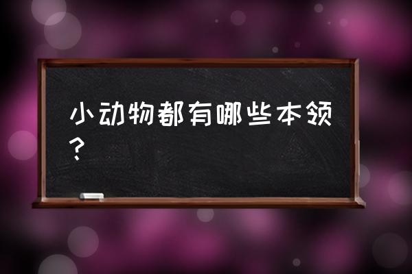 小动物们的本领 小动物都有哪些本领？