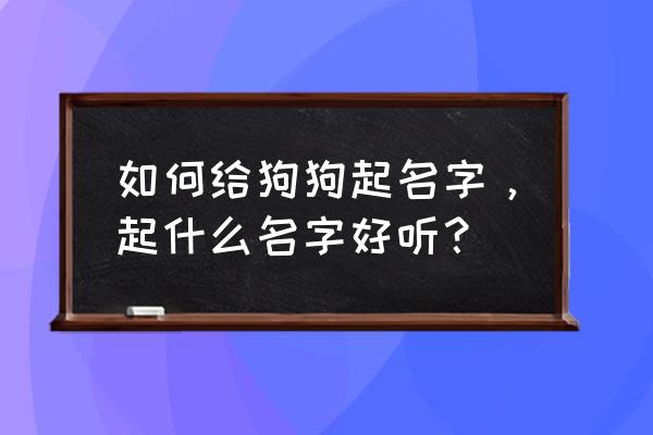 小狗的名字怎么起好听 如何给狗狗起名字，起什么名字好听？