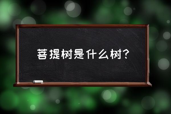 菩提树是什么树 菩提树是什么树？