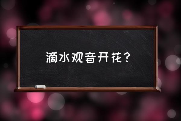 滴水观音开花的寓意 滴水观音开花？