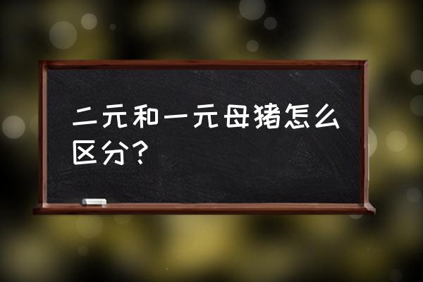 一元和二元母猪的区别 二元和一元母猪怎么区分？