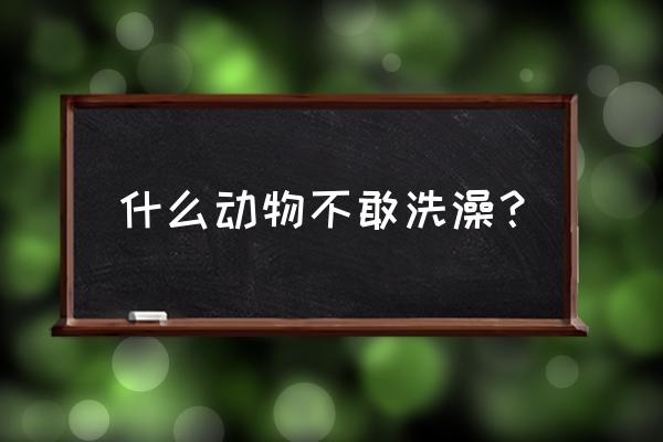 什么东西始终不敢洗澡 什么动物不敢洗澡？