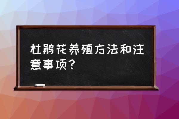 杜鹃花养殖方法和注意事项 杜鹃花养殖方法和注意事项？