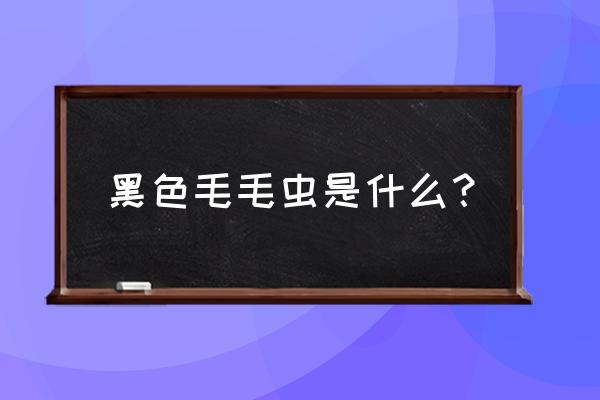 黑色毛毛虫 黑色毛毛虫是什么？