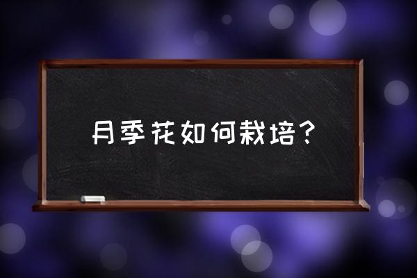 月季花栽培 月季花如何栽培？