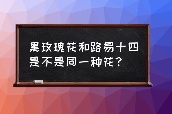 路易十四玫瑰是黑玫瑰 黑玫瑰花和路易十四是不是同一种花？