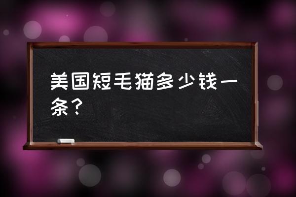 美国短毛猫最便宜多少钱 美国短毛猫多少钱一条？