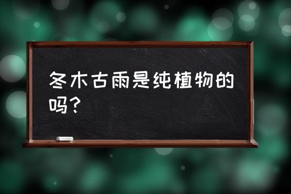 冬木古雨是纯植物的吗 冬木古雨是纯植物的吗？