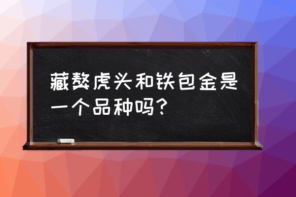 虎头藏獒的尾巴是什么样的 藏獒虎头和铁包金是一个品种吗？