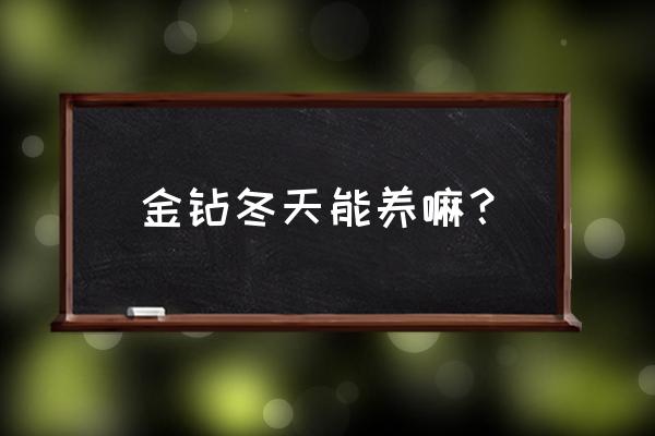 金钻冬季的养殖方法 金钻冬天能养嘛？