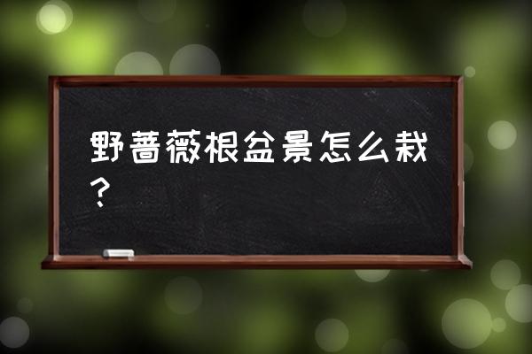 野蔷薇的栽培 野蔷薇根盆景怎么栽？