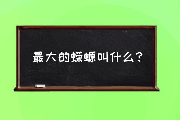 霸王蝾螈是什么动物 最大的蝾螈叫什么？