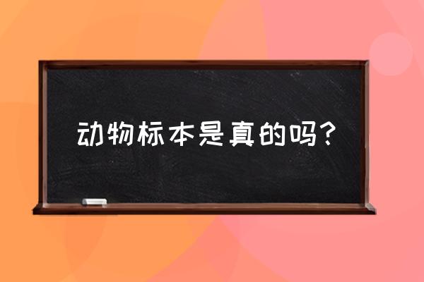 动物标本是真的吗 动物标本是真的吗？