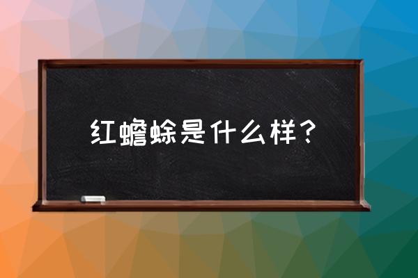 红点齿蟾是什么动物 红蟾蜍是什么样？