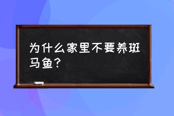 斑马鱼是流氓鱼 为什么家里不要养斑马鱼？