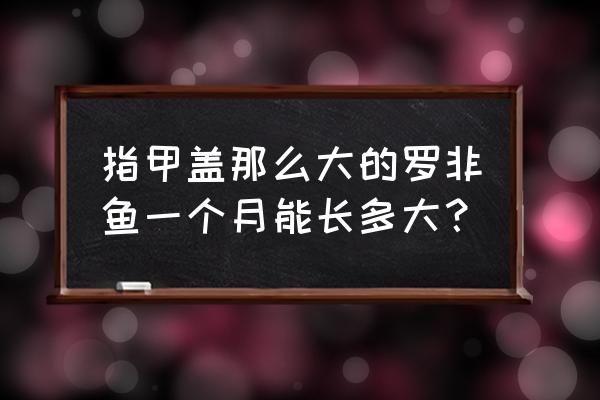 罗非鱼苗一个月长多大 指甲盖那么大的罗非鱼一个月能长多大？