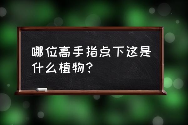 牛耳大黄和土大黄的区别 哪位高手指点下这是什么植物？