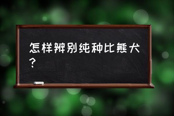 比熊犬纯种是什么样子 怎样辨别纯种比熊犬？