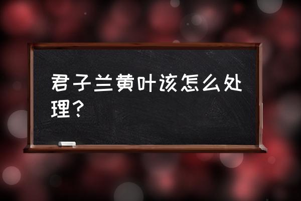 君子兰叶黄了怎么处理 君子兰黄叶该怎么处理？