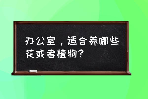 正规办公室绿植 办公室，适合养哪些花或者植物？