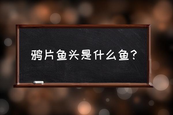 鸦片鱼头是什么鱼 鸦片鱼头是什么鱼？