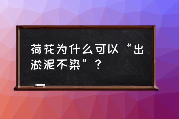 为什么荷花出淤泥不染 荷花为什么可以“出淤泥不染”？