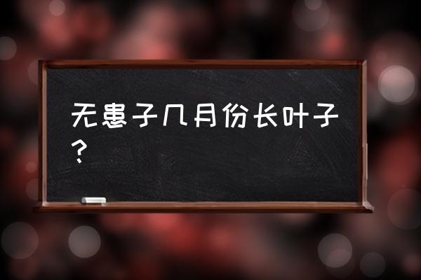 无患子树叶 无患子几月份长叶子？