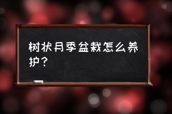 树状盆栽月季 树状月季盆栽怎么养护？