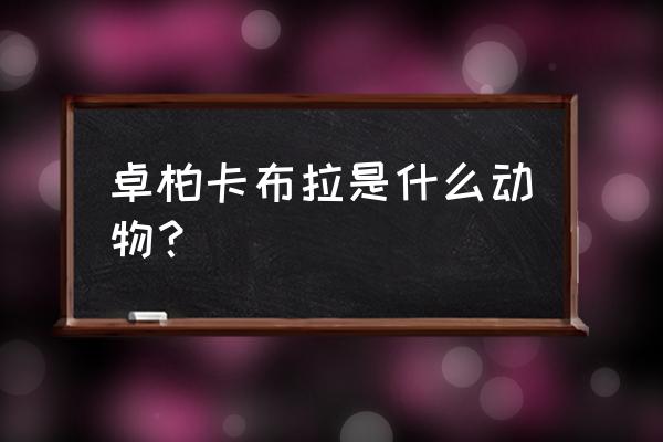 卓帕卡布拉存在吗 卓柏卡布拉是什么动物？