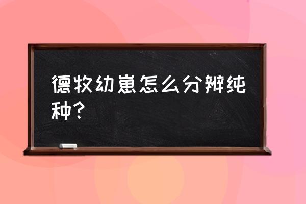 德牧幼犬怎么看纯不纯 德牧幼崽怎么分辨纯种？