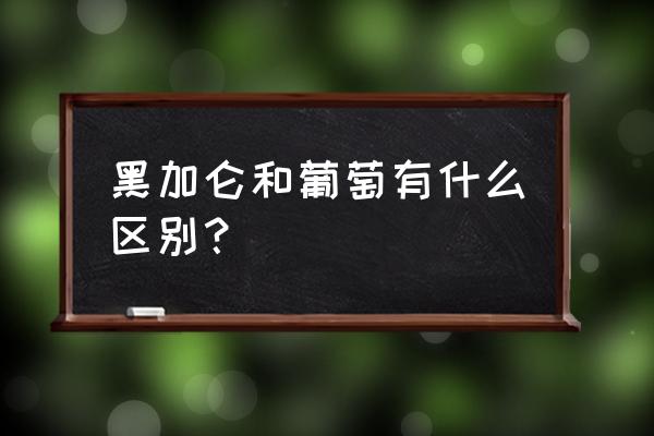 黑加仑和黑葡萄有什么不同 黑加仑和葡萄有什么区别？