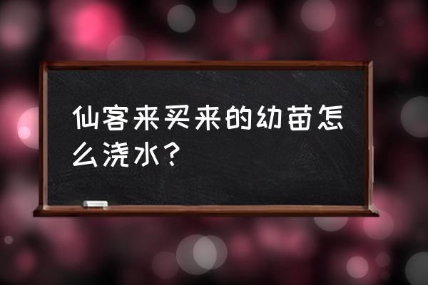 刚栽的仙客来花怎么养 仙客来买来的幼苗怎么浇水？