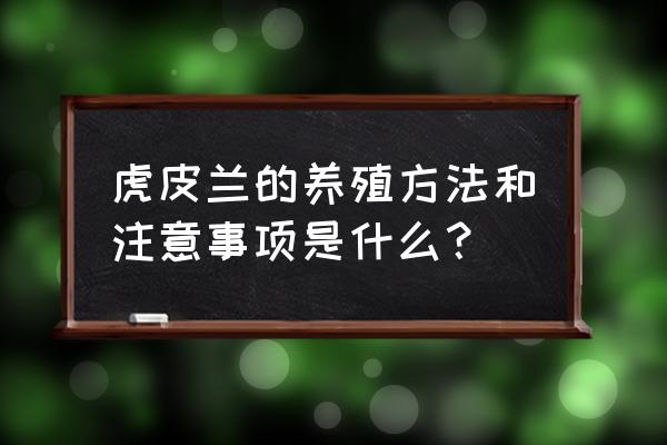 虎皮兰的养殖方法和注意 虎皮兰的养殖方法和注意事项是什么？