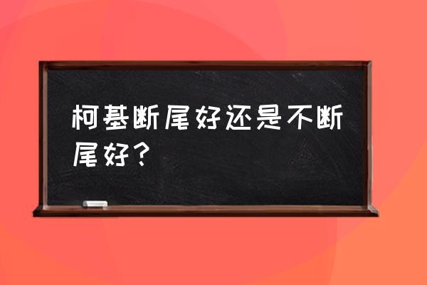 柯基有必要断尾吗 柯基断尾好还是不断尾好？