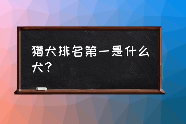 世界优秀猎犬十大排名 猎犬排名第一是什么犬？