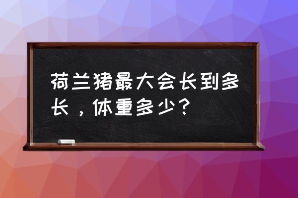 荷兰猪能长多大能长多重 荷兰猪最大会长到多长，体重多少？