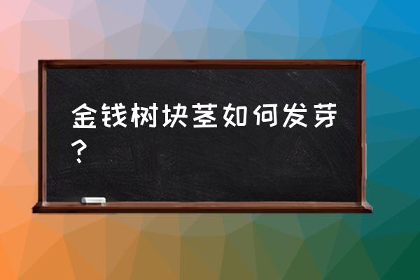 金钱树块根养殖方法 金钱树块茎如何发芽？