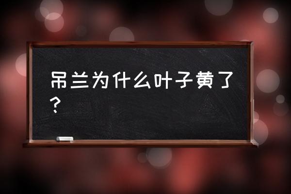 为啥吊兰叶子发黄 吊兰为什么叶子黄了？