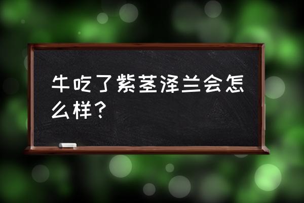 紫茎泽兰简介 牛吃了紫茎泽兰会怎么样？