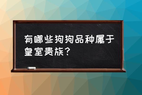 独宠皇室小宠儿 有哪些狗狗品种属于皇室贵族？