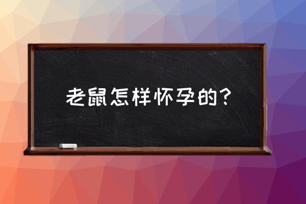 小白鼠怀孕 老鼠怎样怀孕的？