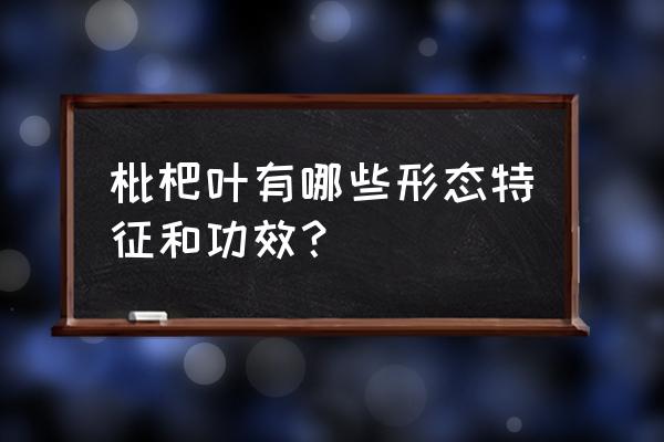 蜜枇杷叶的功效与作用 枇杷叶有哪些形态特征和功效？